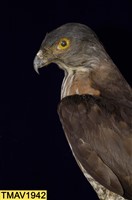 鳳頭蒼鷹藏品圖，第9張